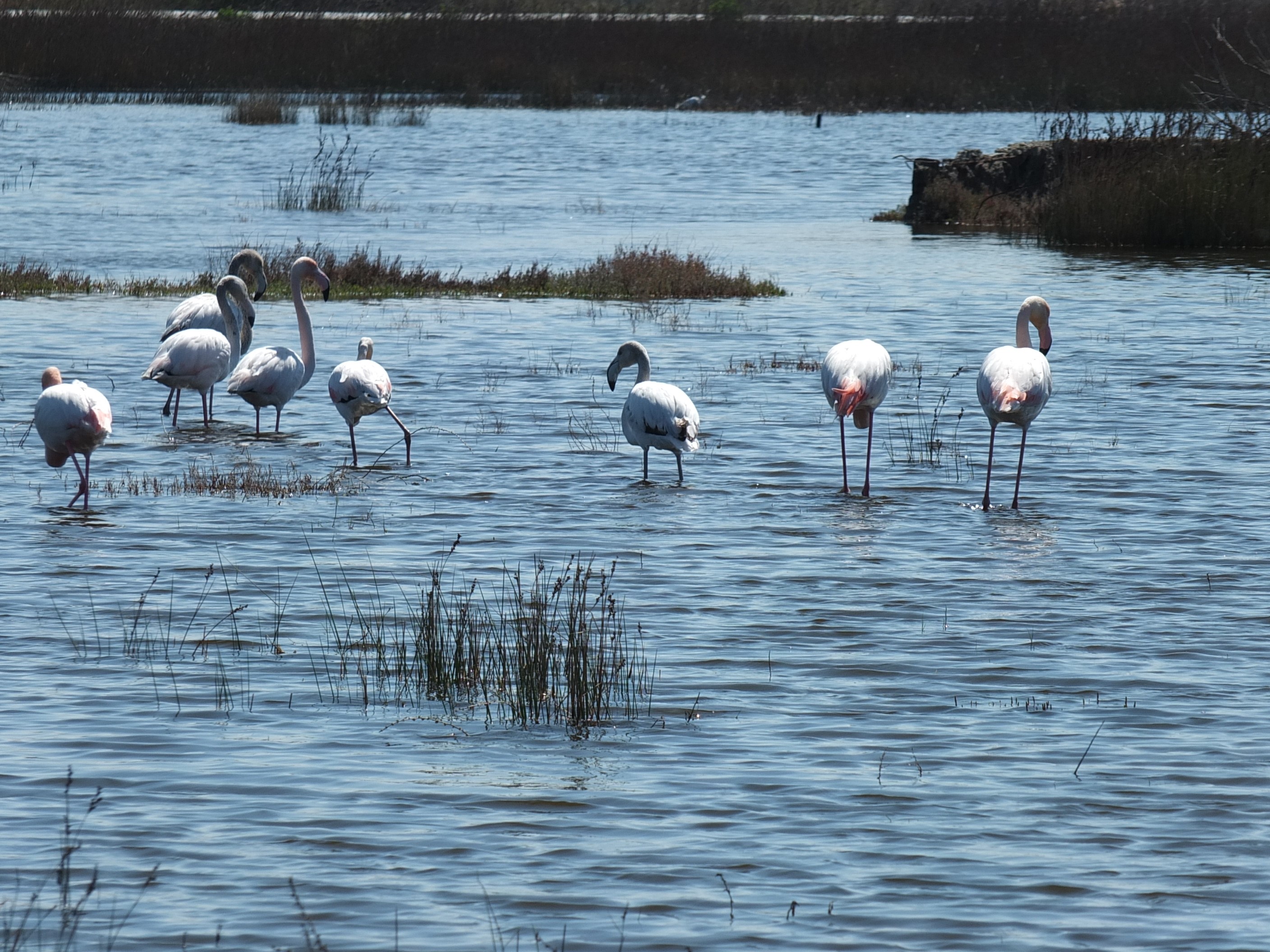  Balıkesir sahillerinde Flamingo güzelliği yaşanıyor 
